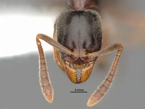 Hypoponera eduardi specimen CASENT4031633 image casent4031633_3