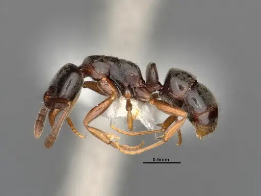 Hypoponera eduardi specimen CASENT4031633 image casent4031633_4