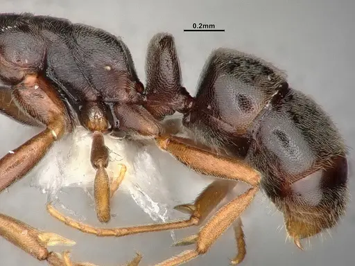 Hypoponera eduardi specimen CASENT4031633 image casent4031633_5