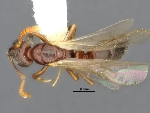 Hypoponera eduardi specimen CASENT4032668 image casent4032668_1