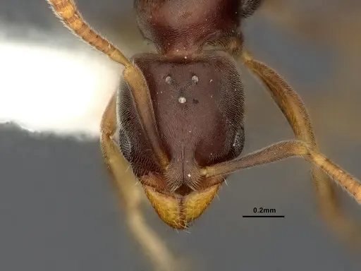 Hypoponera eduardi specimen CASENT4032668 image casent4032668_2