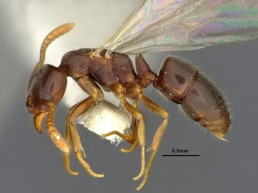 Hypoponera eduardi specimen CASENT4032668 image casent4032668_3