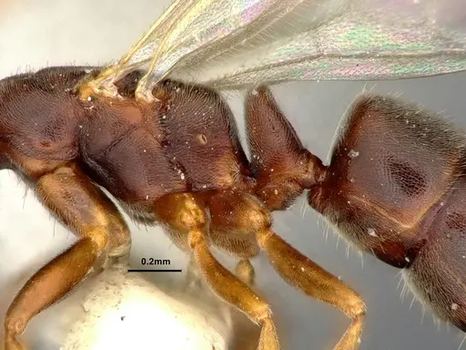 Hypoponera eduardi specimen CASENT4032668 image casent4032668_4