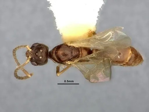 Hypoponera eduardi specimen CASENT4032670 image casent4032670_1