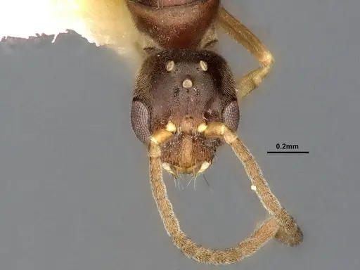 Hypoponera eduardi specimen CASENT4032670 image casent4032670_2