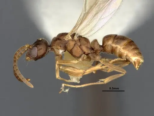 Hypoponera eduardi specimen CASENT4032670 image casent4032670_3