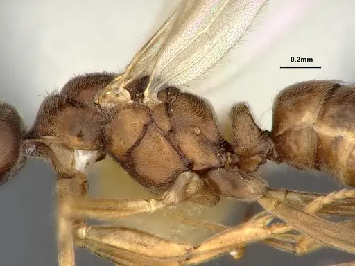 Hypoponera eduardi specimen CASENT4032670 image casent4032670_4