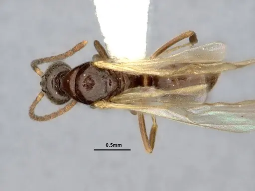 Hypoponera eduardi specimen CASENT4032671 image casent4032671_1