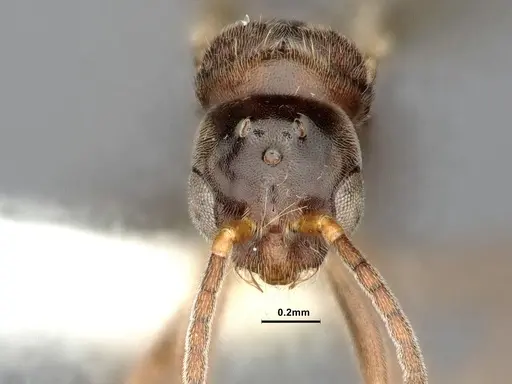 Hypoponera eduardi specimen CASENT4032671 image casent4032671_2