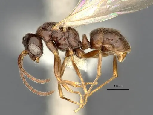 Hypoponera eduardi specimen CASENT4032671 image casent4032671_3