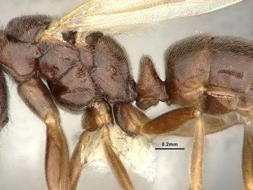 Hypoponera eduardi specimen CASENT4032671 image casent4032671_4