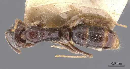 Hypoponera elliptica specimen CASENT0907327 image casent0907327_1