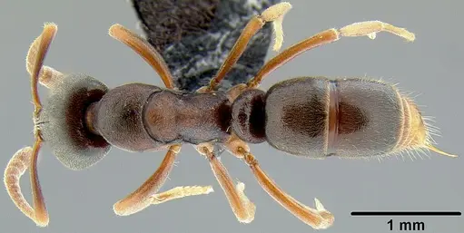 Hypoponera eutrepta specimen CASENT0171068 image casent0171068_1
