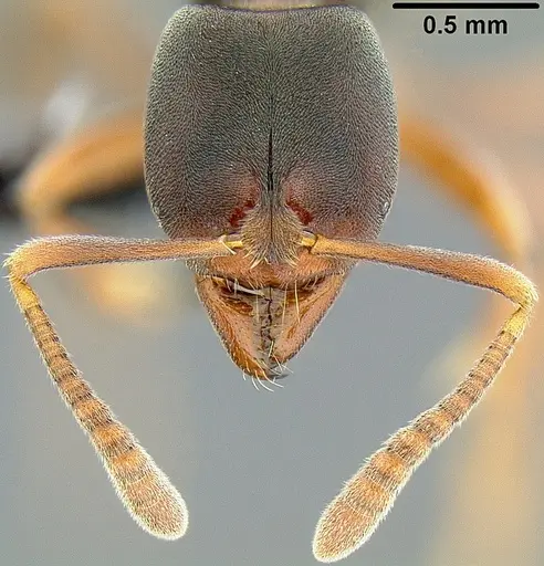 Hypoponera eutrepta specimen CASENT0171068 image casent0171068_2