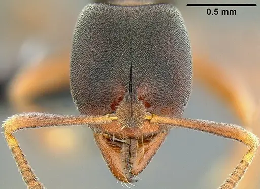 Hypoponera eutrepta specimen CASENT0171068 image casent0171068_3