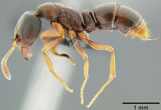 Hypoponera eutrepta specimen CASENT0171068 image casent0171068_4