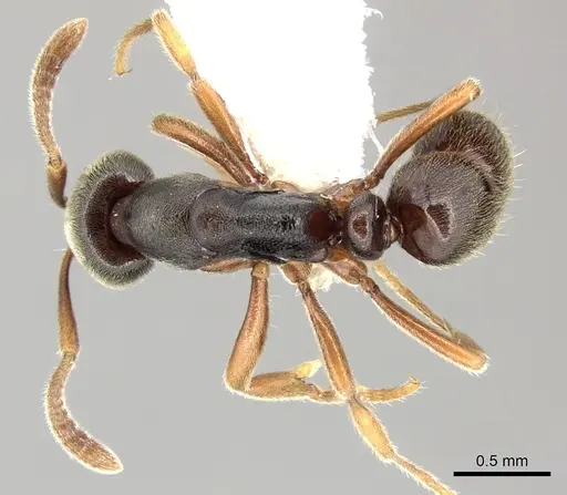 Hypoponera eutrepta specimen CASENT0270527 image casent0270527_1
