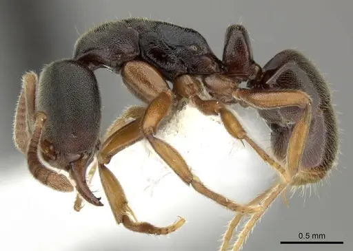 Hypoponera eutrepta specimen CASENT0270527 image casent0270527_3