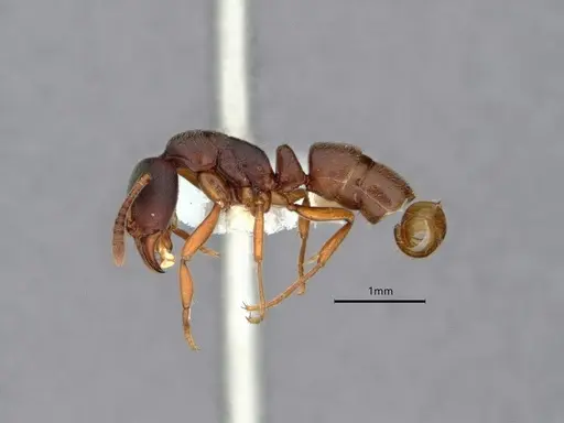 Hypoponera eutrepta specimen CASENT0882074 image casent0882074_3