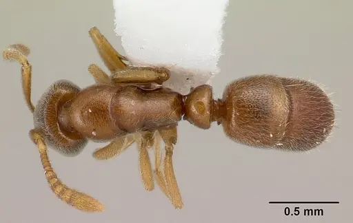 Hypoponera exigua specimen CASENT0226547 image casent0226547_1