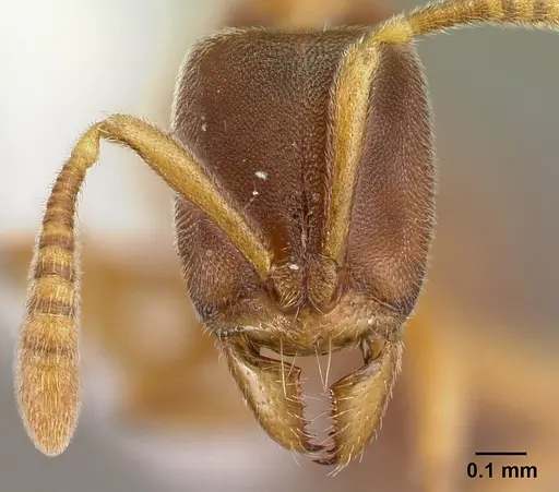 Hypoponera exigua specimen CASENT0226547 image casent0226547_2