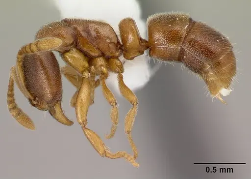Hypoponera exigua specimen CASENT0226547 image casent0226547_3
