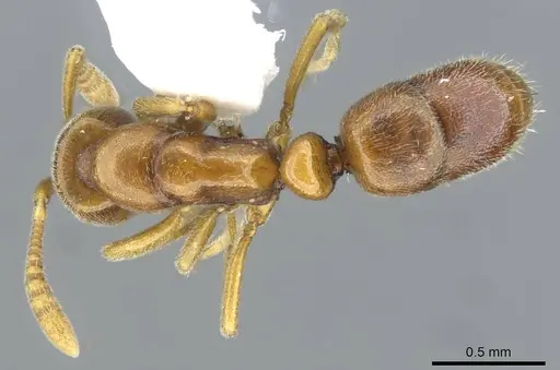 Hypoponera exigua specimen CASENT0911173 image casent0911173_1