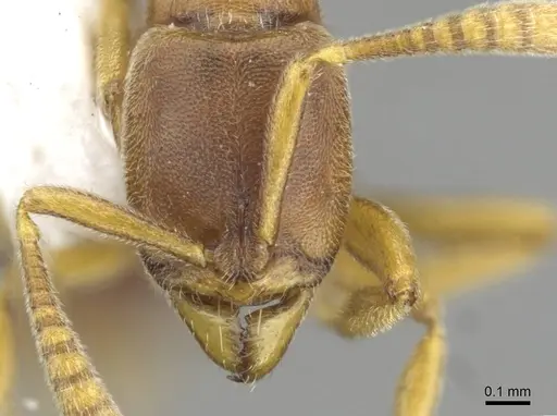 Hypoponera exigua specimen CASENT0911173 image casent0911173_2