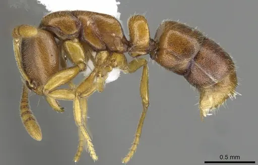Hypoponera exigua specimen CASENT0911173 image casent0911173_3