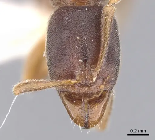 Hypoponera faex specimen CASENT0902545 image casent0902545_2