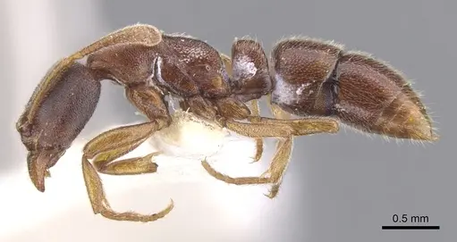 Hypoponera faex specimen CASENT0902545 image casent0902545_3