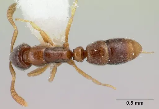 Hypoponera fatiga specimen CASENT0226549 image casent0226549_1