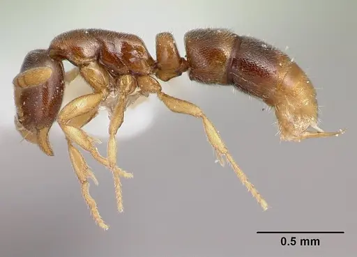 Hypoponera fatiga specimen CASENT0226549 image casent0226549_3