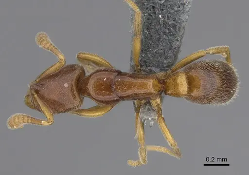 Hypoponera fatiga specimen CASENT0356457 image casent0356457_1