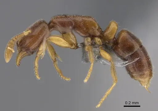 Hypoponera fatiga specimen CASENT0356457 image casent0356457_3