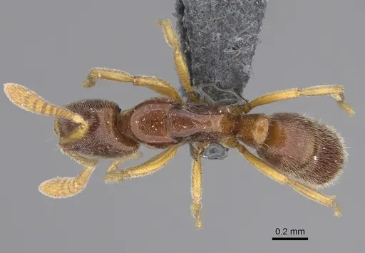 Hypoponera fatiga specimen CASENT0356532 image casent0356532_1