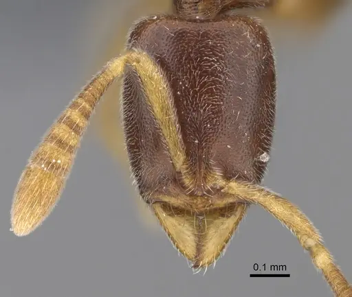 Hypoponera fatiga specimen CASENT0356532 image casent0356532_2
