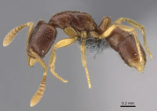 Hypoponera fatiga specimen CASENT0356532 image casent0356532_3