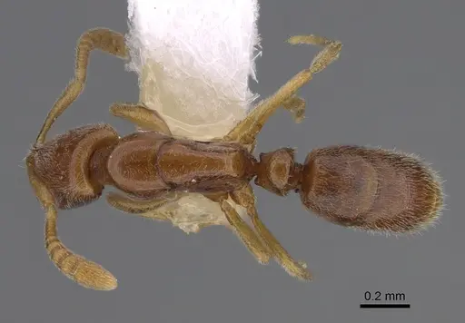 Hypoponera fatiga specimen CASENT0417324 image casent0417324_1