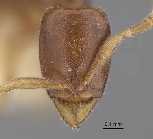 Hypoponera fatiga specimen CASENT0417324 image casent0417324_2