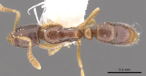 Hypoponera fatiga specimen CASENT0902552 image casent0902552_1