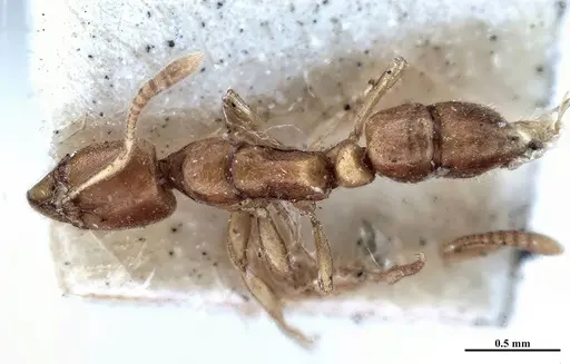 Hypoponera fiebrigi specimen MHNGENTO00094396 image mhngento00094396_1