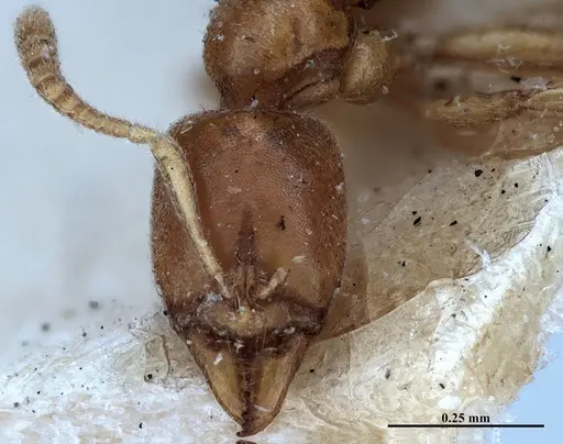 Hypoponera fiebrigi specimen MHNGENTO00094396 image mhngento00094396_2