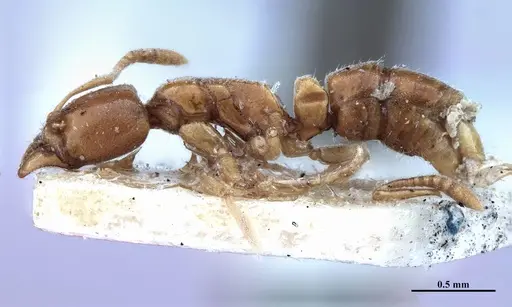 Hypoponera fiebrigi specimen MHNGENTO00094396 image mhngento00094396_3