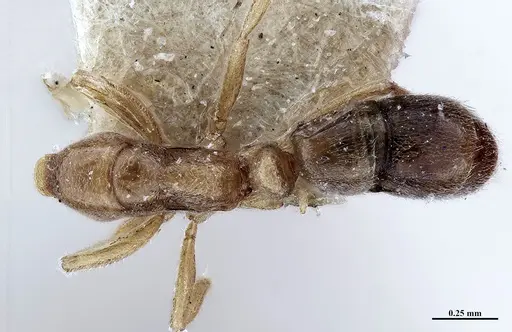 Hypoponera fiebrigi specimen MHNGENTO00094397 image mhngento00094397_1