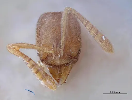 Hypoponera fiebrigi specimen MHNGENTO00094397 image mhngento00094397_2