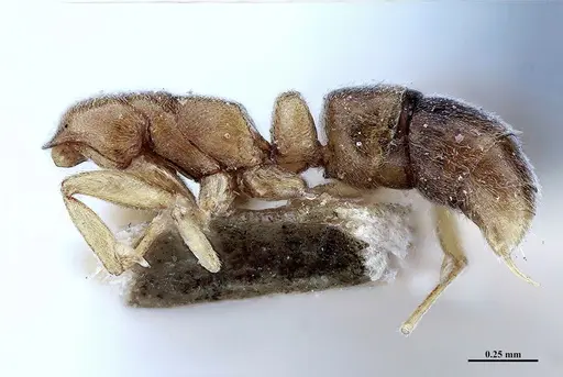 Hypoponera fiebrigi specimen MHNGENTO00094397 image mhngento00094397_3