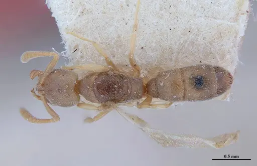 Hypoponera fiebrigi specimen MHNGENTO00094408 image mhngento00094408_1