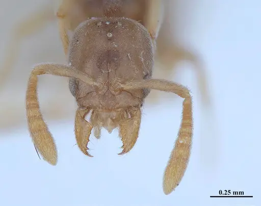 Hypoponera fiebrigi specimen MHNGENTO00094408 image mhngento00094408_2