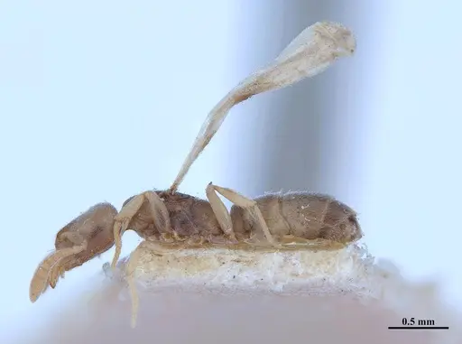 Hypoponera fiebrigi specimen MHNGENTO00094408 image mhngento00094408_3